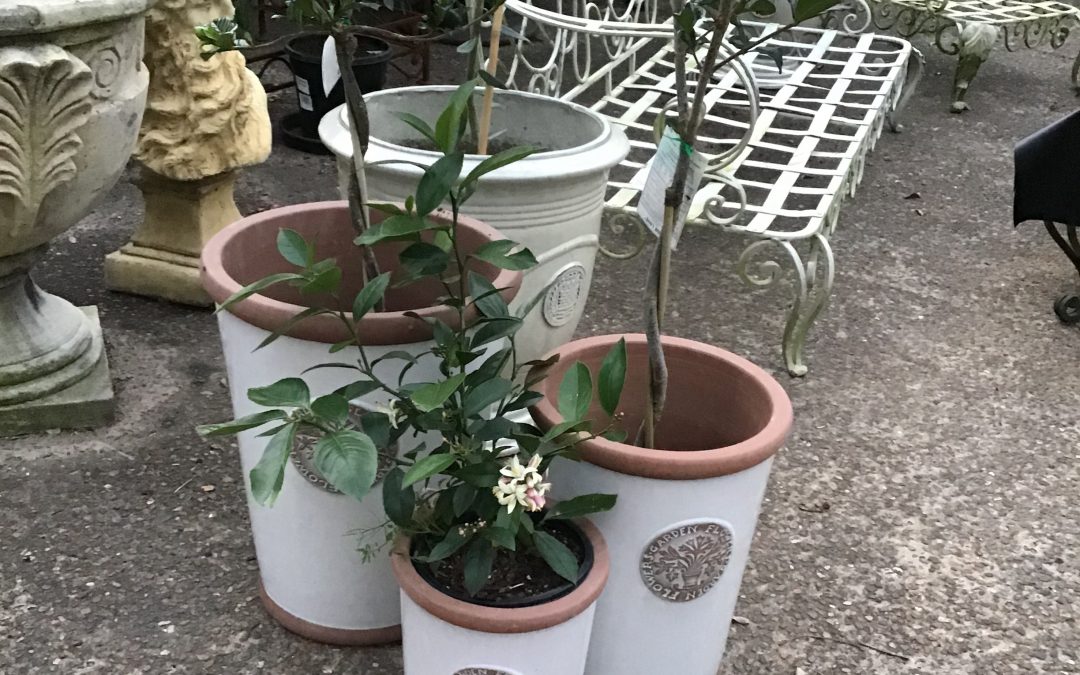 Set of 3 White Garden Pots   Sm $45  Med $75  Lge $95